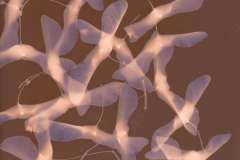 imgflower20210615_19145327