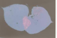 vintagephoto20210616_19484512